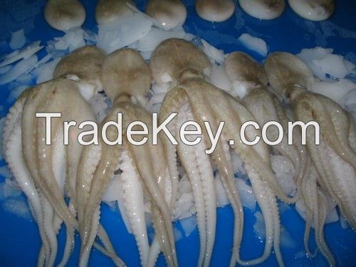 Quality frozen octopus for sale