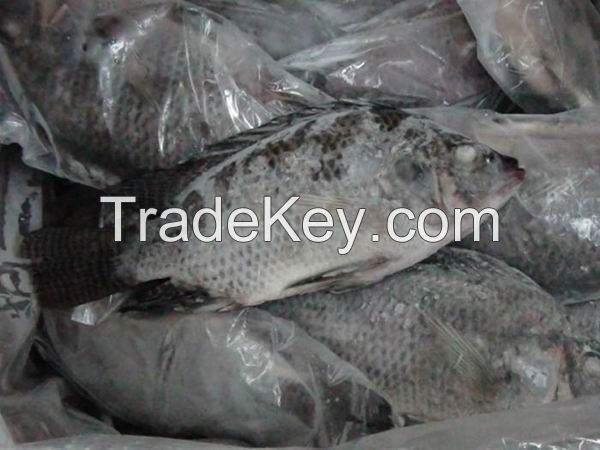 Black frozen Tilapia