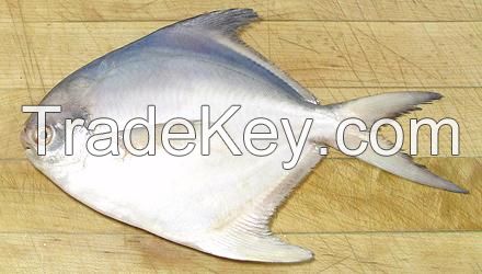 White Pomfret