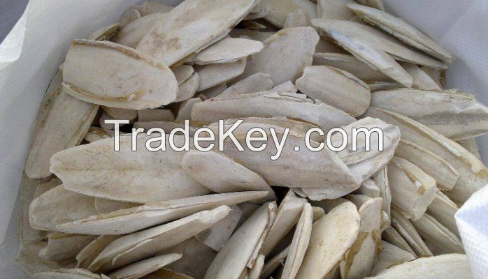 Dried cuttlefish bone