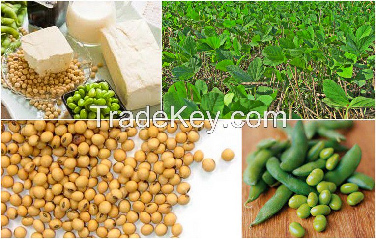 Bottom price high quality yunnan arabica green MUNG bean