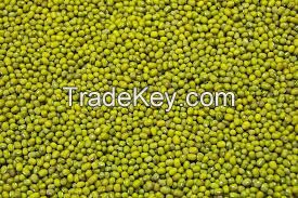 processing clean and sorting GREEN MUNG BEANS