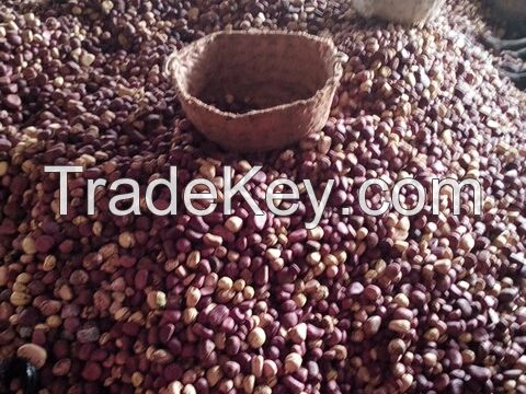 KOLA NUTS IN QUANTITY