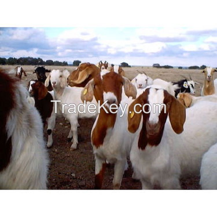 Live Boer Goats best price