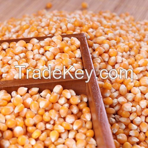 Yellow corn for animal feed grade