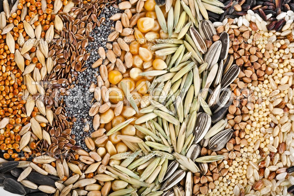 Quality Organic grains and seeds