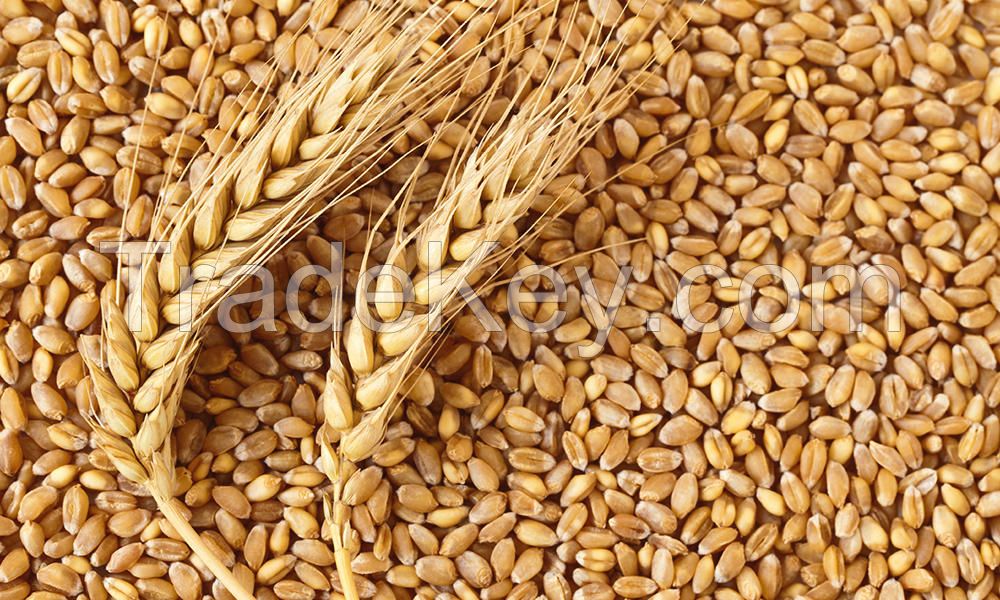 Quality Wheat Grain & Wheat Flour