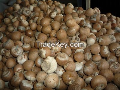 High Quality WHOLE DRIED BETEL NUTS For Sale