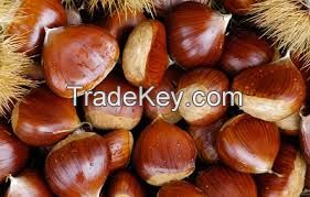 Peeled Chestnut, In Shell , Diced Chestnut Kernel