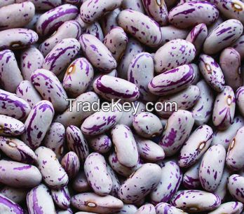 Long Shape Light Speckled Kidney Beans