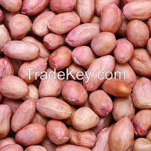 Red bold peanuts kernels and blanhed peanuts