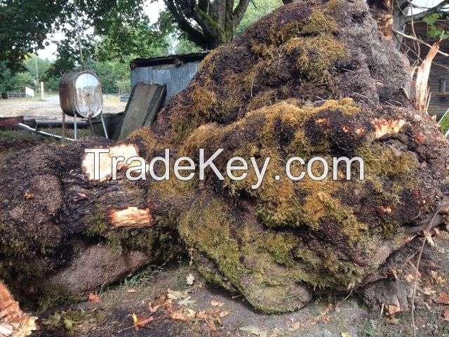 Big Leaf Maple burl logs