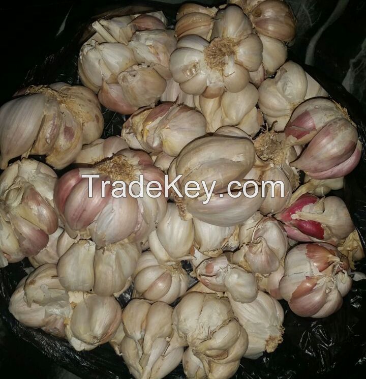 GARLIC