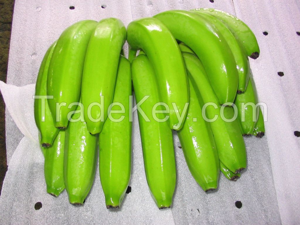 FRESH CAVENDISH BANANAS