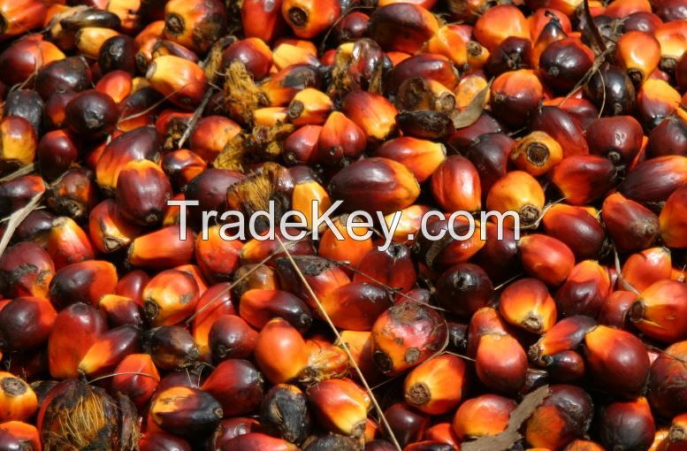 Palm Kernel