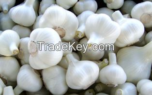 Fresh Garlic