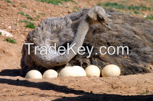 Ostrich eggs