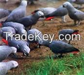 Macaws / African Grey Parrots For Sale