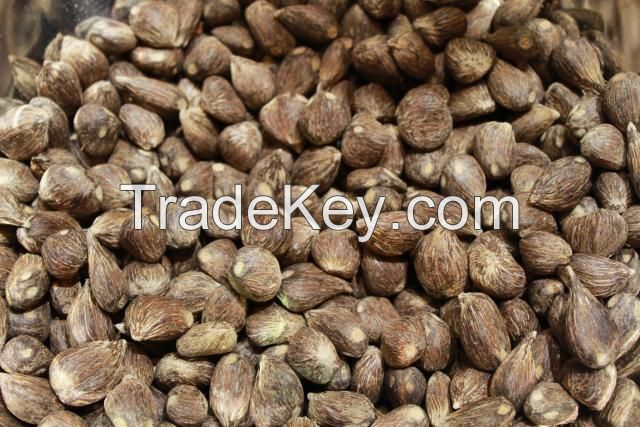 Palm kernel shells, Biomass