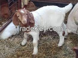 Boer Goat