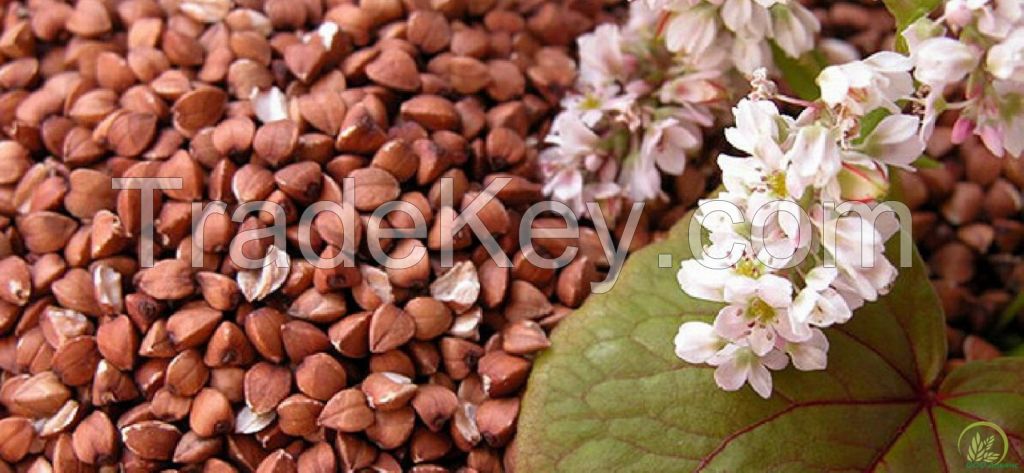 BUCKWHEAT (1, 2, 3 class) Ukraine