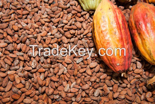 Grade A High Quality Raw Cocoa Beans