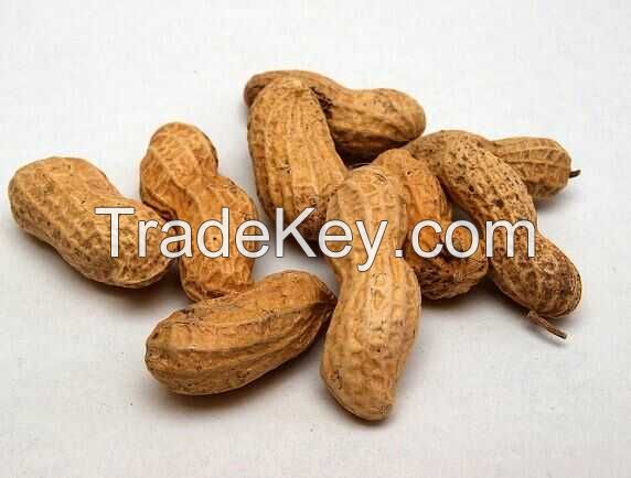 GROUNDNUT {PEANUT} EXPORT FROM NIGERIA