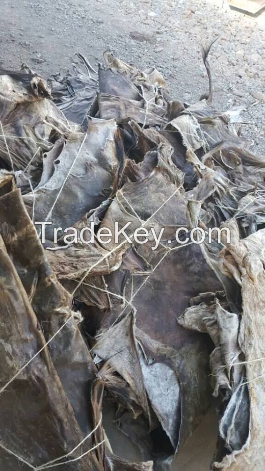 Dry and Wet salted donkey hides, Wet salted cow hides