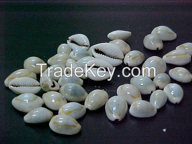 Seashells (Cowry shells)