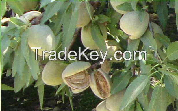 Almonds by Les Fruit de Carthage