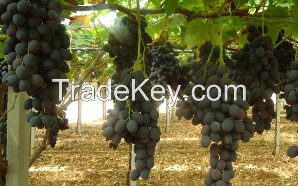 Table Grapes by Les Fruits De Carthage