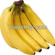 Cavendish Bananas