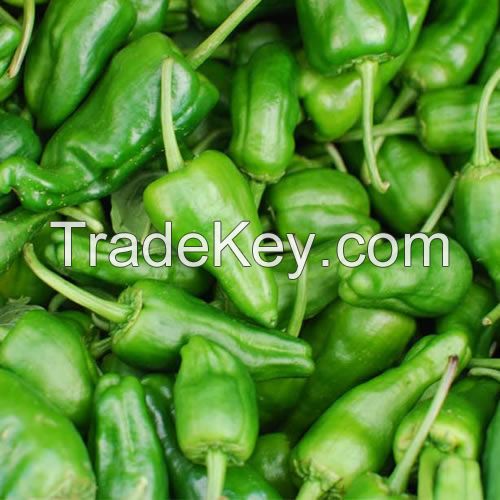 Best Quality Padron Pepper