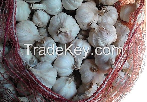 wholesale white galic for sale for sale