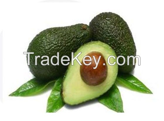 Factory Supply Best Quality Avocado Seeds