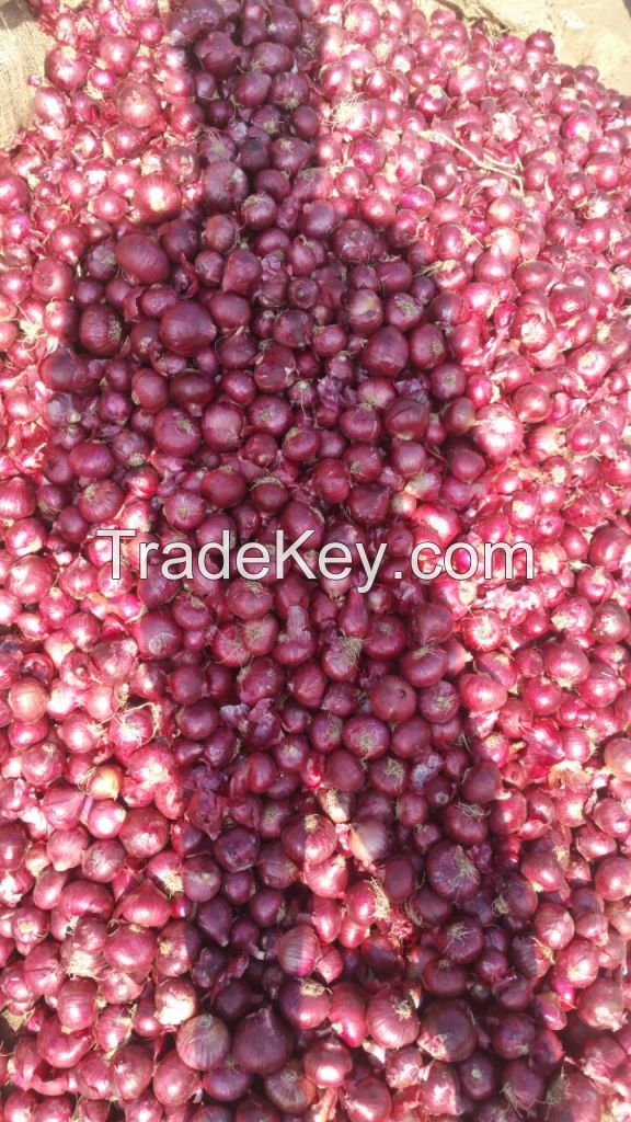 Onions Selling good price and quality