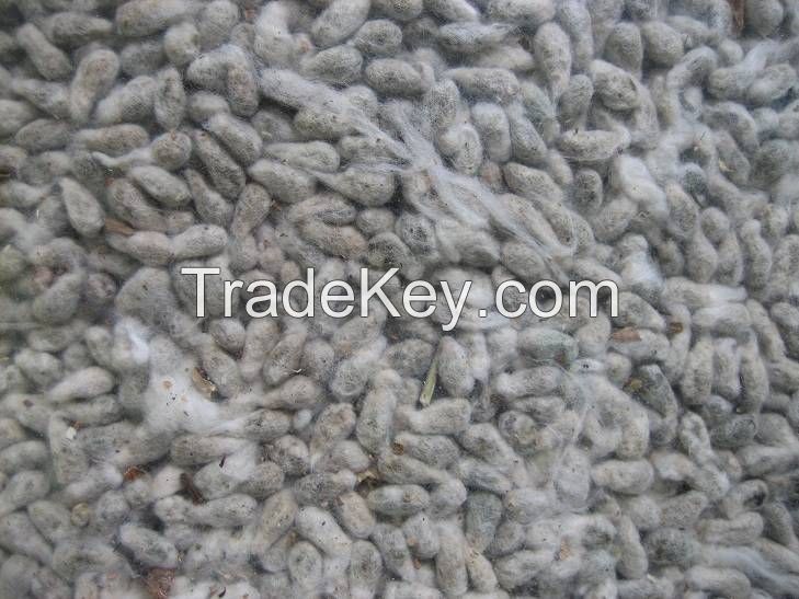 COTTON  SEEDS AVAILABLE