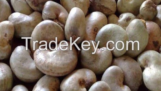 RAW CASHEW