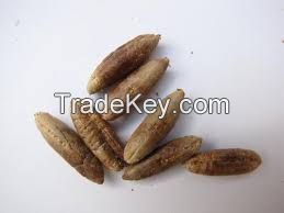 Seed Dates