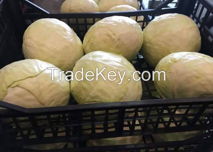 Fresh Cabbages Macedonia 2017