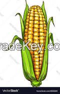 Sell Corn