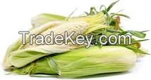 Sell White Corn