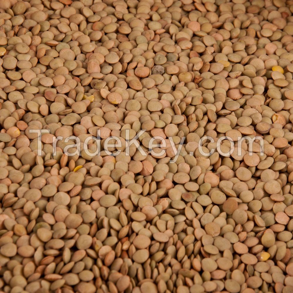 Cheap  lentils beans