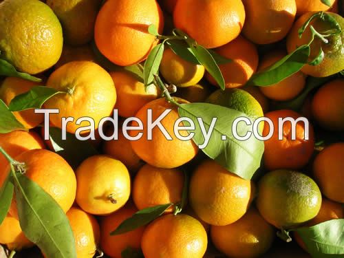 Cheap Fresh Citrus Fruits