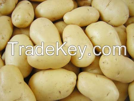 Cheap fresh potatoes available for sale