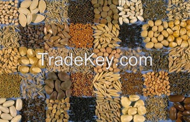 2017 Crop All Kinds GWS Pumpkin Seeds AA