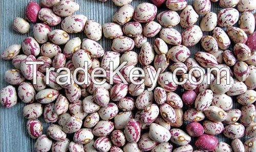 Cheap Sugar bean for africa good quality sugar beans Available For Sale