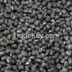 Cheap Black Fennel Seeds Available For Sale