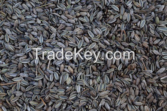 Cheap Black Fennel Seeds Available For Sale