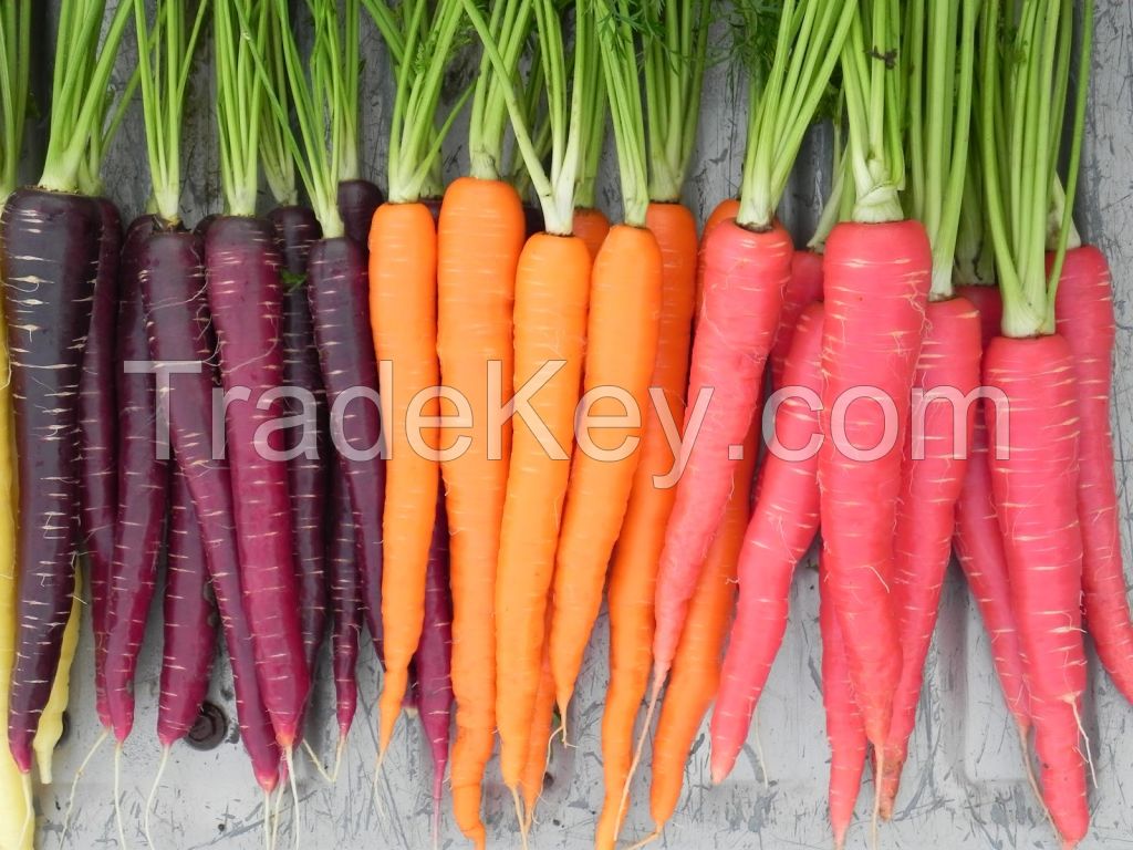 Cheap black carrot seeds/White Carrots/ Red Carrots Available For Sale